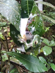 Rhacophorus malabaricus