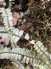 Asplenium hobdyi