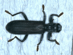 Eunatalis