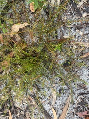 Acacia baueri baueri