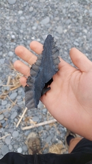 Callorhinchus milii