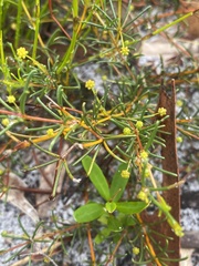 Acacia baueri baueri