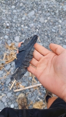 Callorhinchus milii
