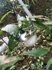 Rhacophorus malabaricus