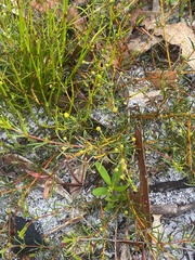 Acacia baueri baueri