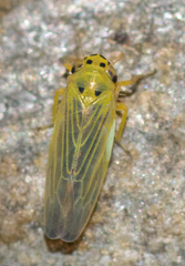 Macrosteles