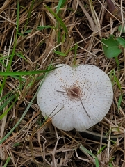 Chlorophyllum hortense