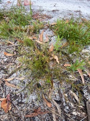 Acacia baueri baueri