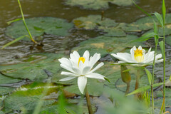 Nymphaea lotus