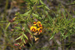 Daviesia umbellulata