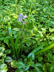 Hyacinthoides