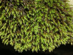 Schistidium apocarpum