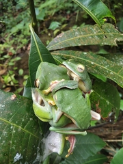 Rhacophorus malabaricus