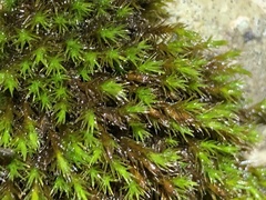 Schistidium apocarpum