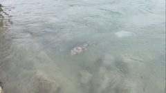 Cyclichthys orbicularis