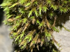 Schistidium apocarpum