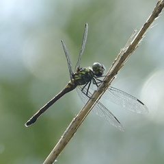 Agrionoptera insignis