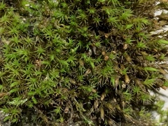 Schistidium apocarpum