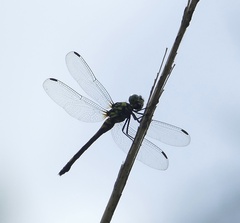 Agrionoptera insignis
