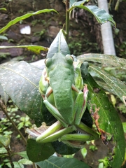 Rhacophorus malabaricus