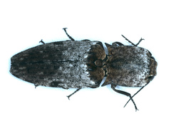 Cryptalaus prosectus