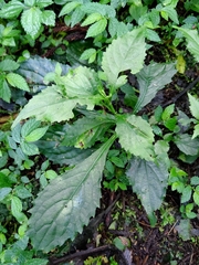 Strobilanthes flexicaulis