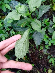 Strobilanthes flexicaulis