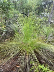 Xanthorrhoea johnsonii