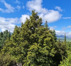 Nothofagus cliffortioides