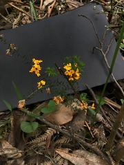 Pultenaea gunnii