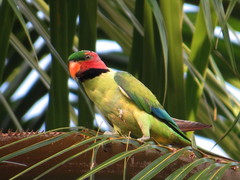 Psittacula longicauda