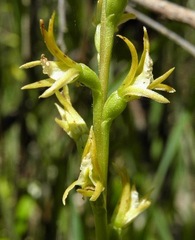 Prasophyllum pallidum