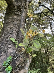 Beilschmiedia tarairi