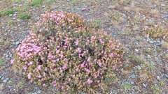 Lampranthus spectabilis