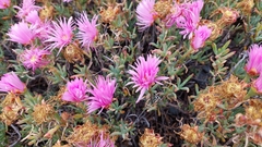 Lampranthus spectabilis