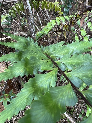 Asplenium polyodon observed 2022-11-05