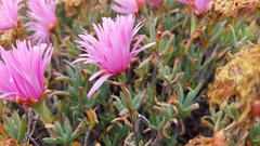 Lampranthus spectabilis
