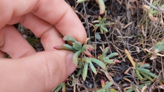 Lampranthus spectabilis