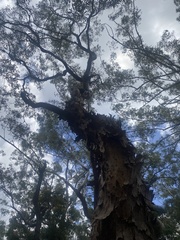 Angophora leiocarpa