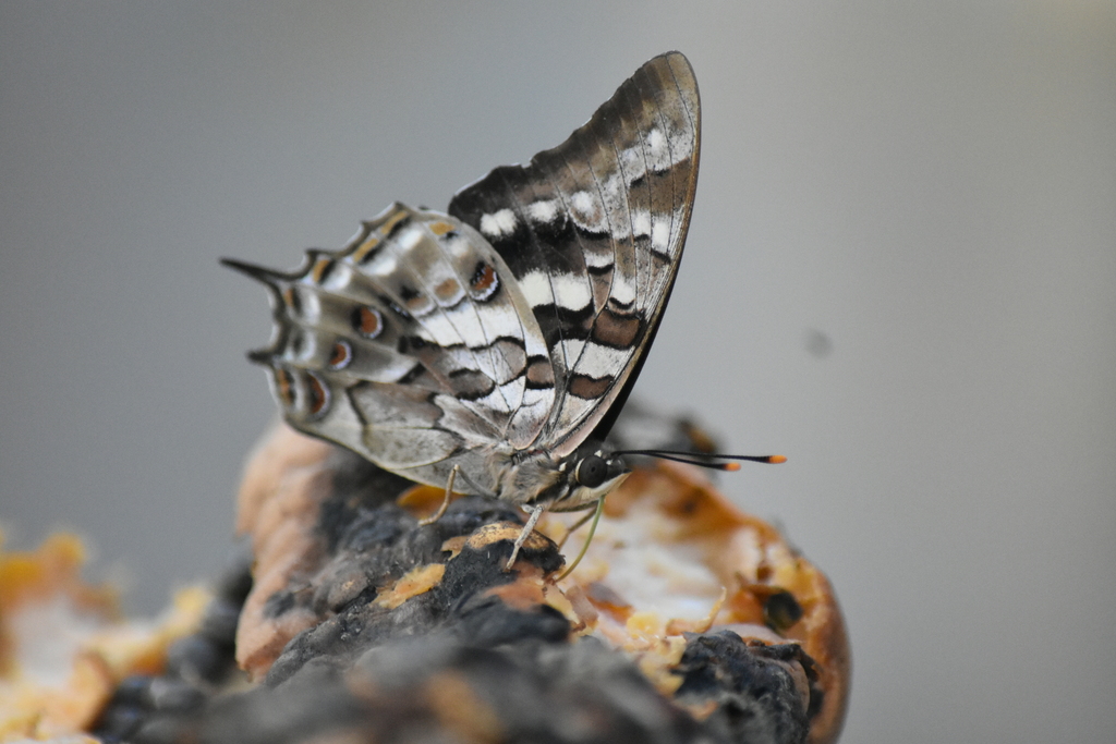 Polyura gamma