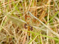 Tramea loewii