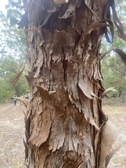 Angophora leiocarpa