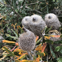 Banksia baueri