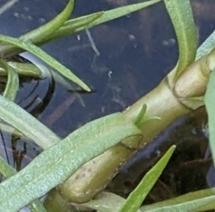 Mentha cervina