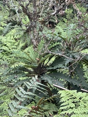 Cyanea horrida