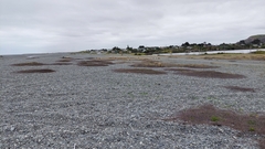 Muehlenbeckia ephedroides