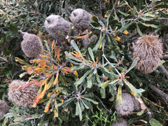 Banksia baueri