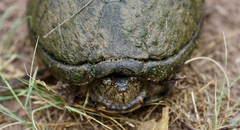 Kinosternon hirtipes murrayi