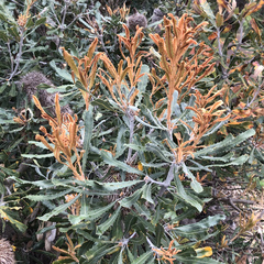 Banksia baueri