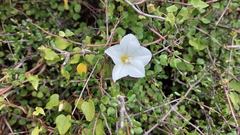 Calystegia tuguriorum
